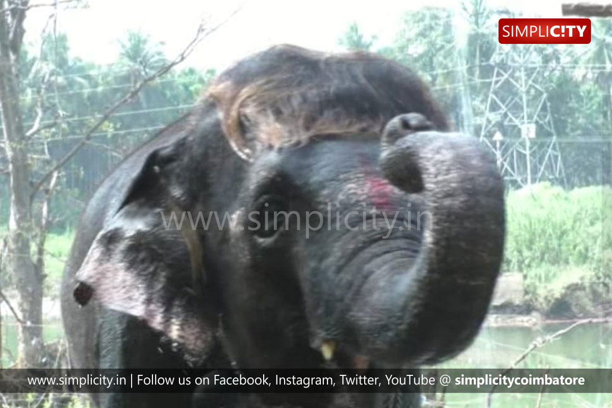 Thekkampatti Elephant Camp: Spectators in awe with Senkamalam's hair style  - Simplicity