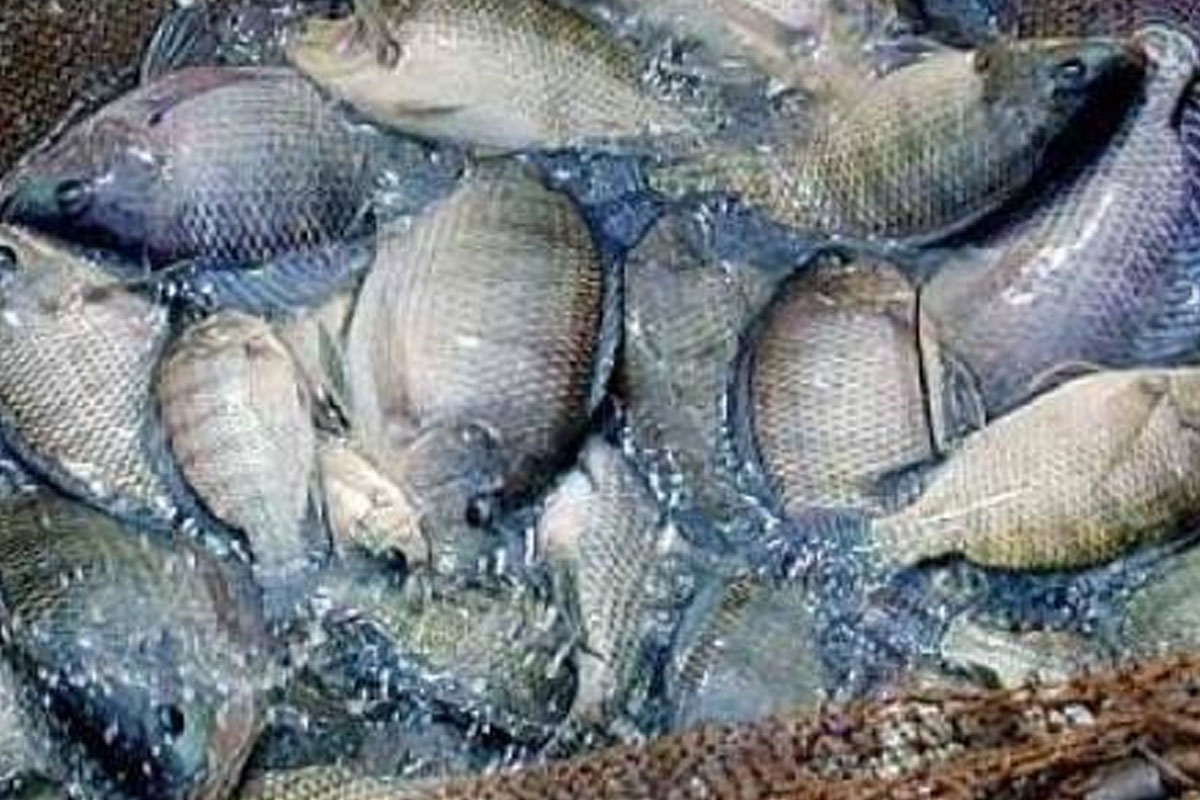 Tilapia: Reviews in Aquaculture