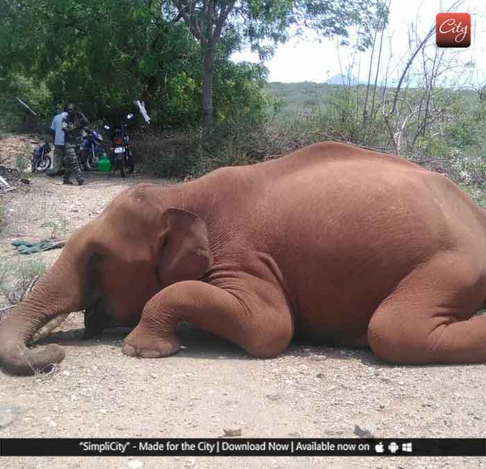 Elephant found dead in Irumbukarai Village of Sirumugai range - Simplicity