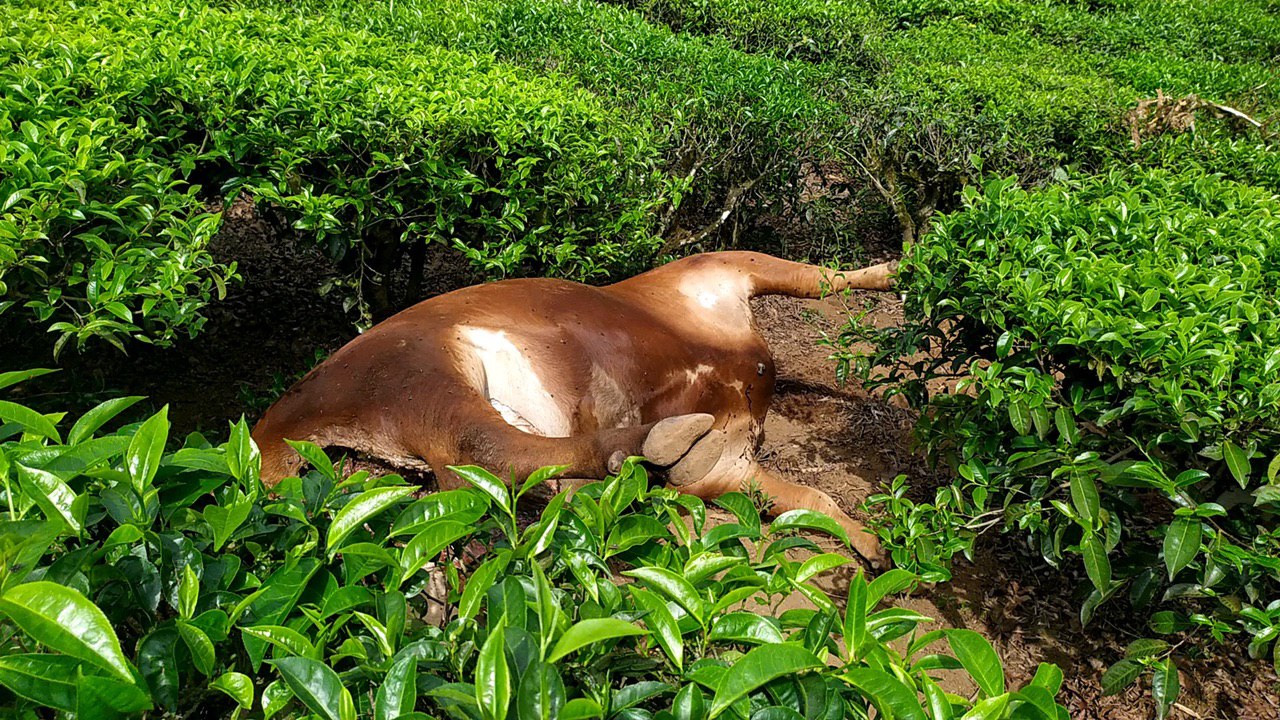 Leopards continue to hunt in Valparai; another cow falls prey - Simplicity