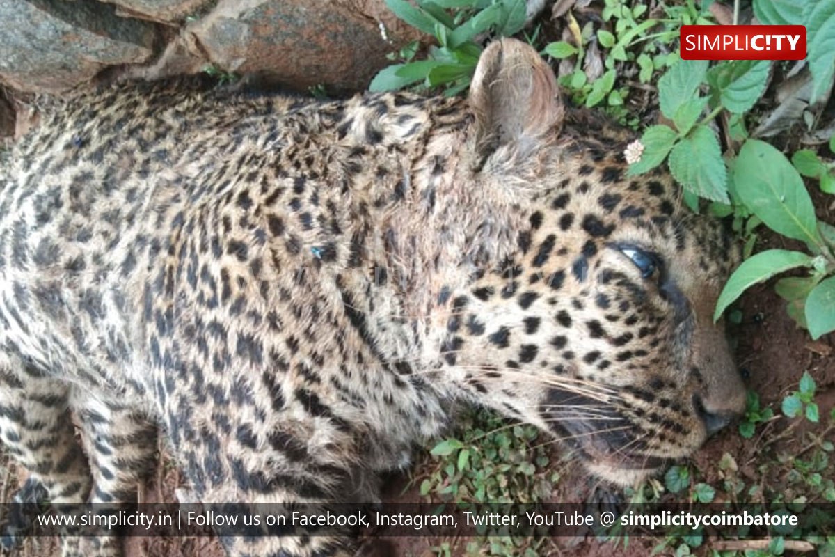 Leopard and Indian gaur die fighting near Coonoor - Simplicity