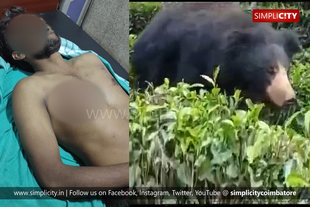 Tea plantation worker killed by bear in Valparai - Simplicity