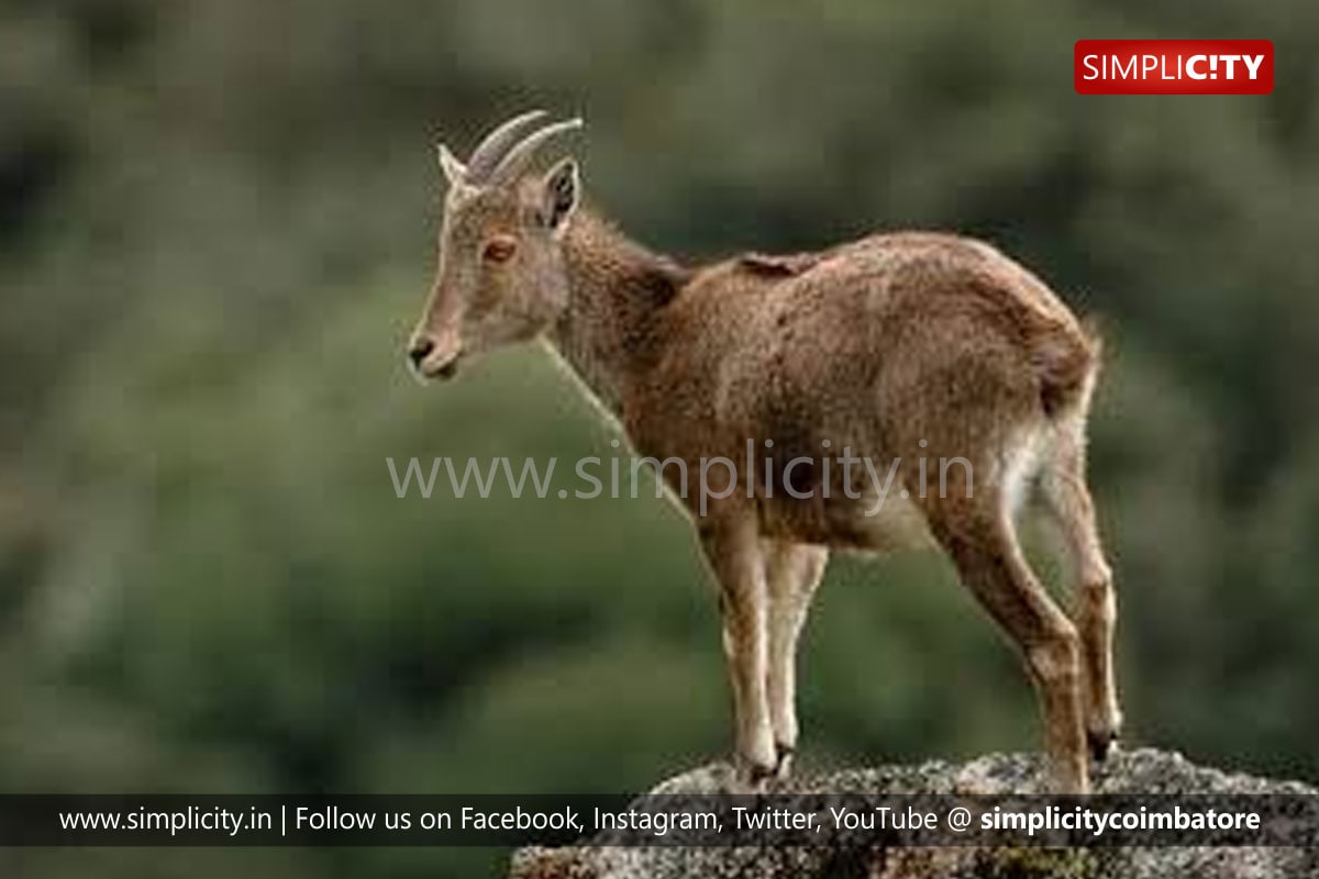 Project Nilgiri Tahr, head office to be set up in Coimbatore to protect  endangered animal - Simplicity
