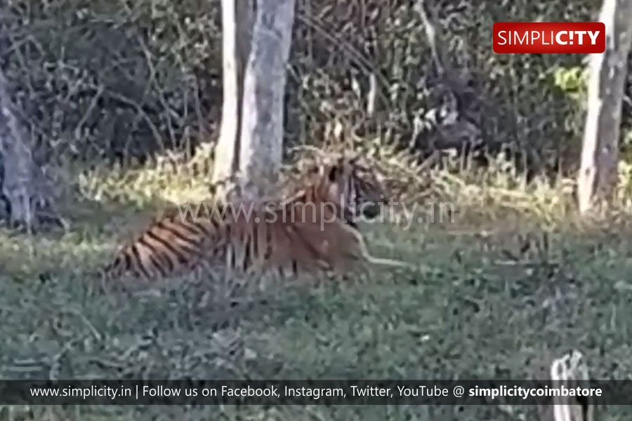 Tourists enjoy a rare sighting of tiger at Mudumalai Tiger Reserve -  Simplicity