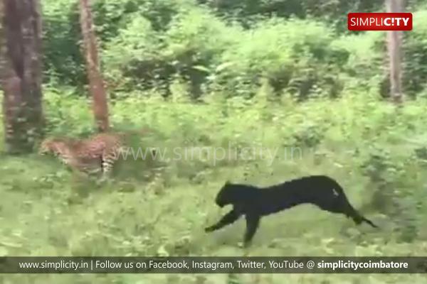 Fake news alert: Old Black Panther and leopard chase in Kabini video shared  as current happening in Sathyamangalam - Simplicity